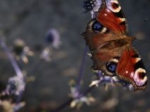 Działka rod Częstochowa Północ. Zdjęcie 1