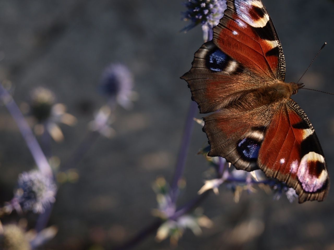 Działka rod Częstochowa Północ. Zdjęcie 2