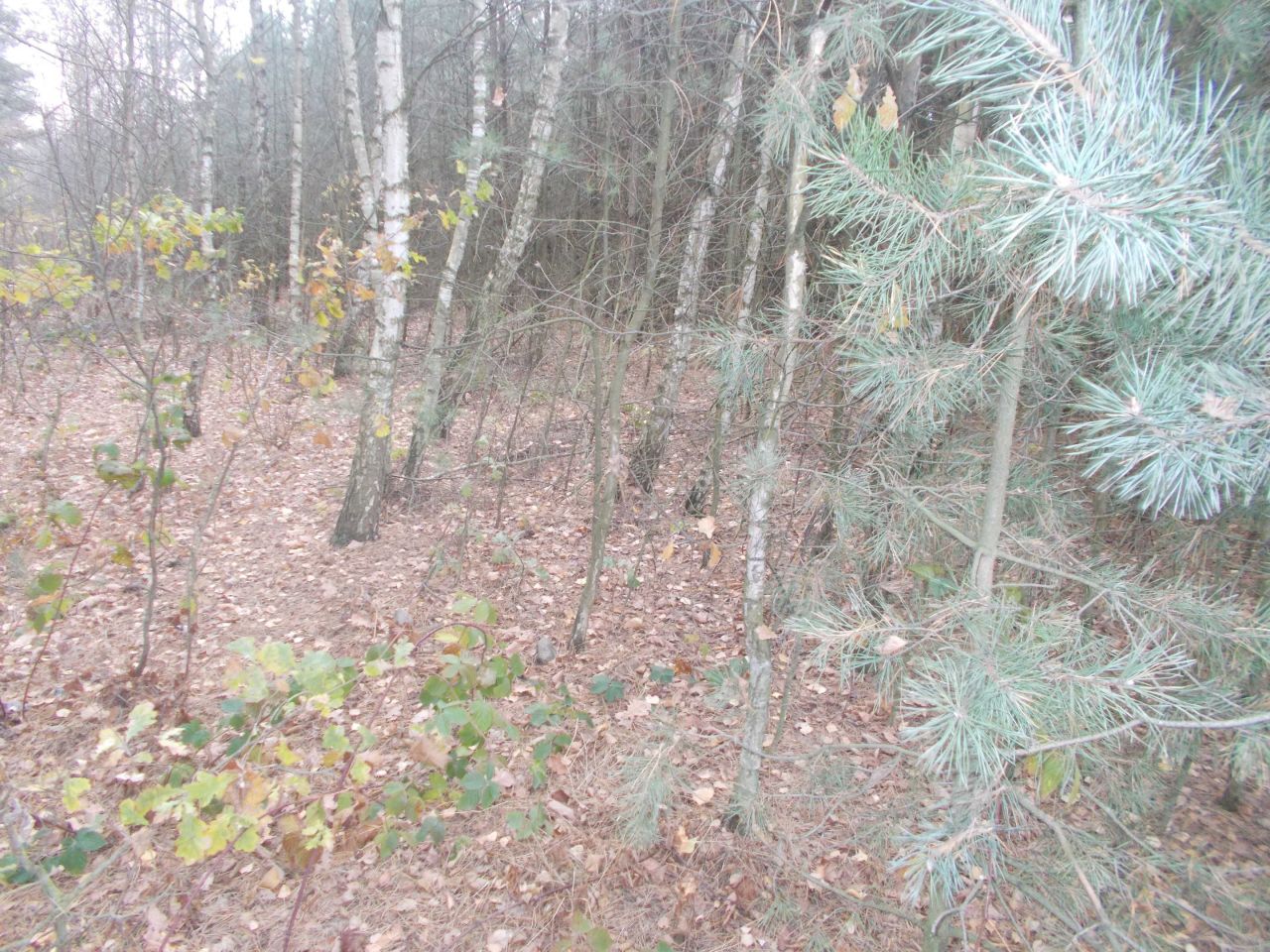 Działka rolna Stary Świętochów. Zdjęcie 2