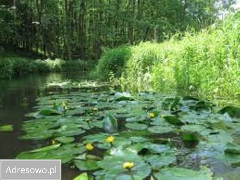 Działka inwestycyjna Arciechów, ul. Dąbrowiecka. Zdjęcie 10