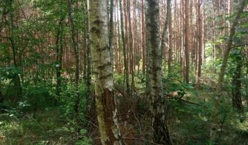 Działka leśna Janik