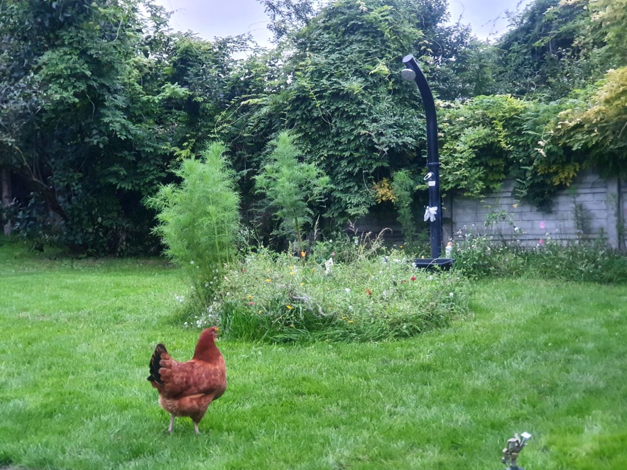 Działka budowlana Wojsławice. Zdjęcie 14