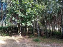 Działka leśna Niemierzyn. Zdjęcie 2