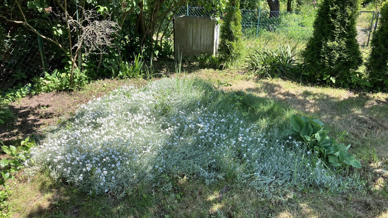 Działka rod Poznań Ławica, ul. Bukowska. Zdjęcie 5