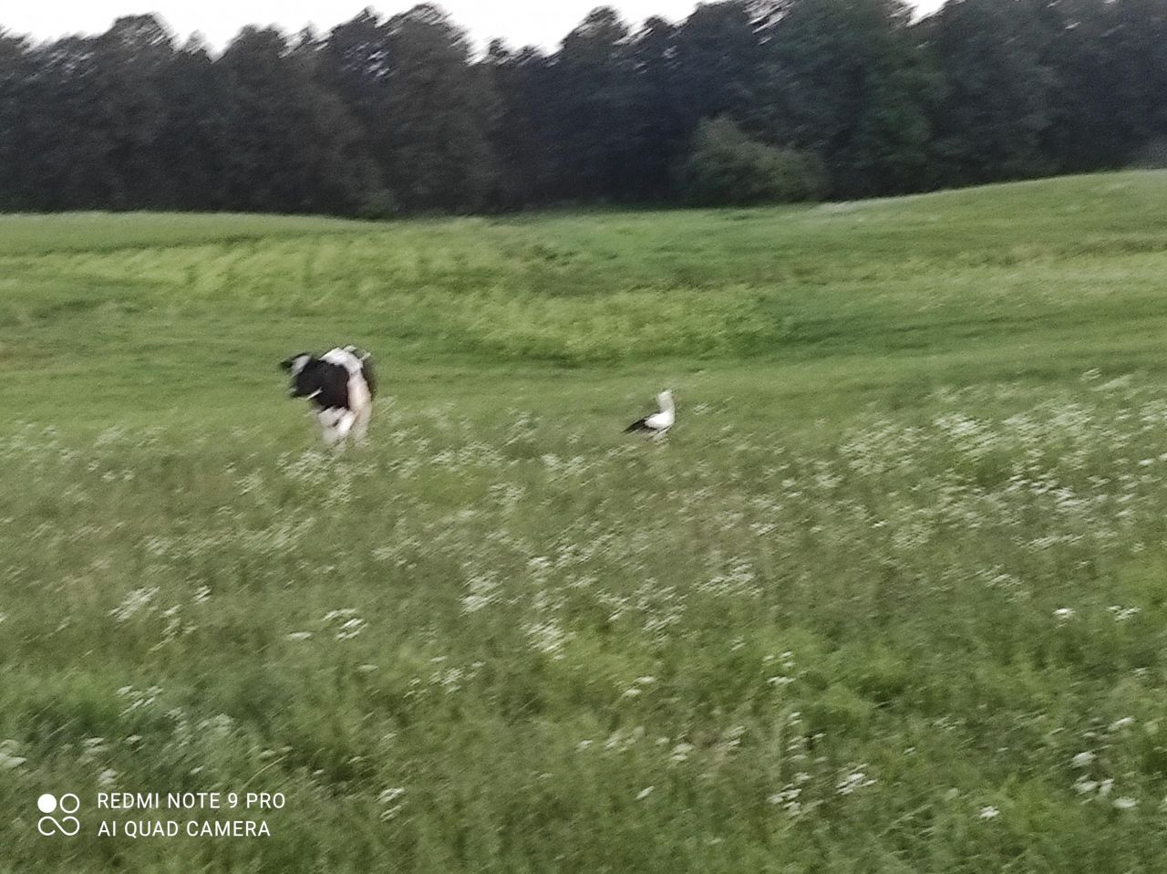 Działka rolna Rostki Skomackie. Zdjęcie 15