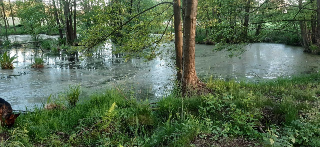 Działka rekreacyjna Budy Lucieńskie. Zdjęcie 4