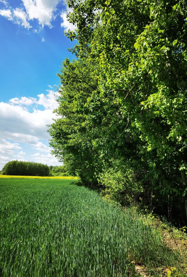 Działka budowlana Nowa Wieś Kącka, Letnia. Zdjęcie 2