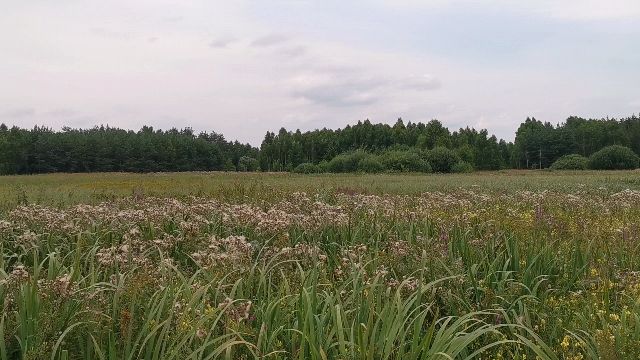 Działka rolna Plutycze. Zdjęcie 1