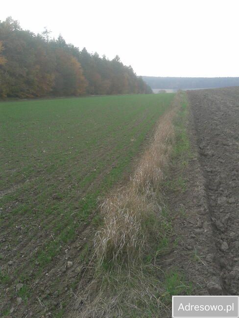 Działka budowlana Nasiechowice. Zdjęcie 5
