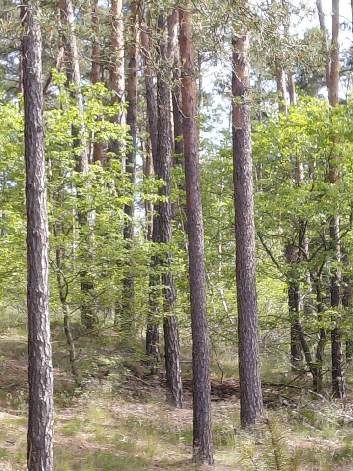 Działka leśna Grzeczna Panna. Zdjęcie 3