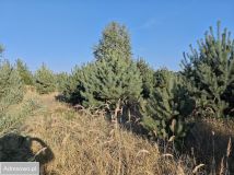 Działka budowlana Wielka Wieś. Zdjęcie 1