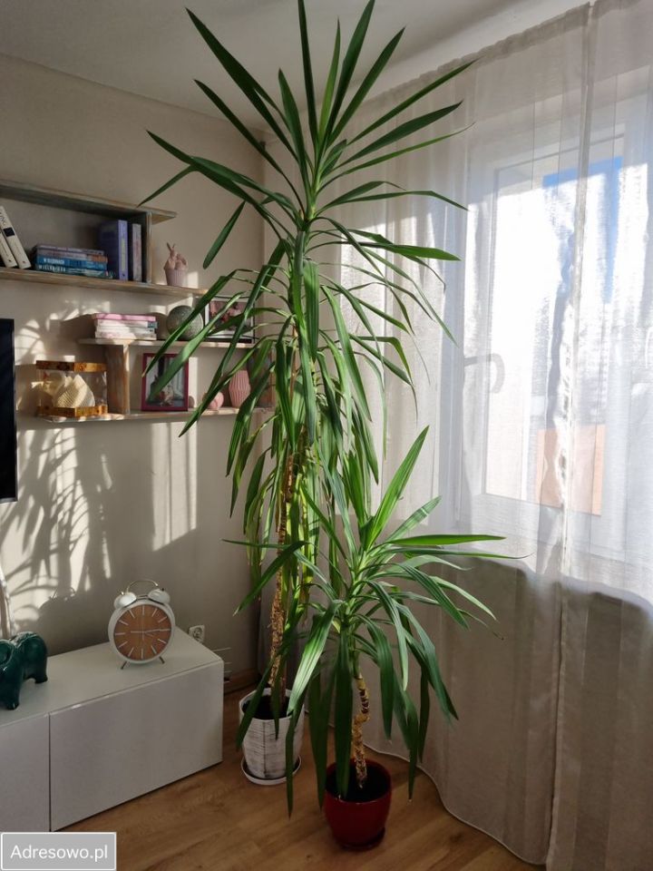 Mieszkanie 2-pokojowe Łódź Śródmieście, ul. Piotrkowska. Zdjęcie 12