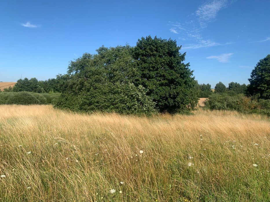 Działka rolno-budowlana Rydzewo, ul. Brzozowa. Zdjęcie 6
