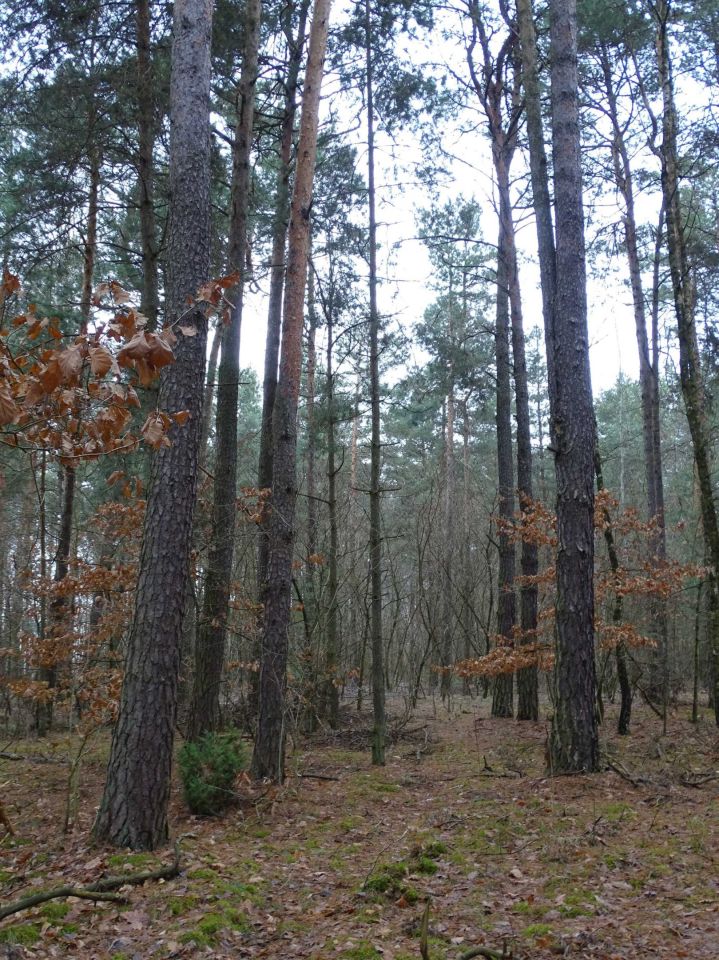 Działka leśna Olszowe. Zdjęcie 4