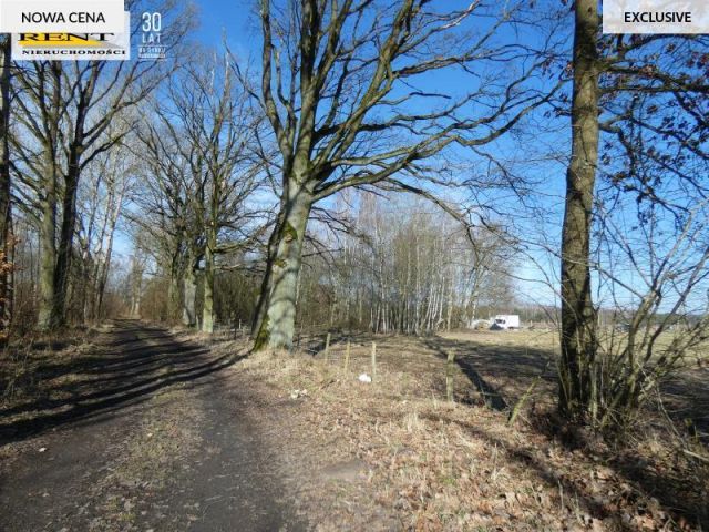 Działka budowlana Krzywice. Zdjęcie 5