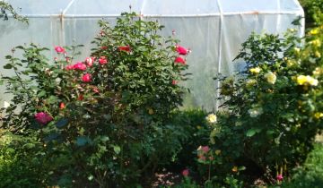 Działka rod Gryfino Górny Taras, ul. Zygmunta Krasińskiego