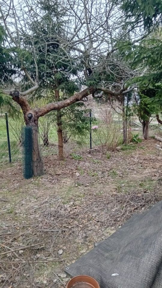 Działka rod Łomianki, ul. Łąkowa. Zdjęcie 6