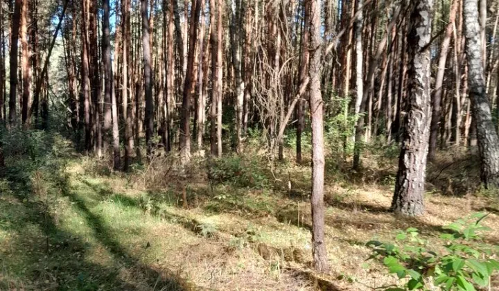 Działka leśna Grzymała