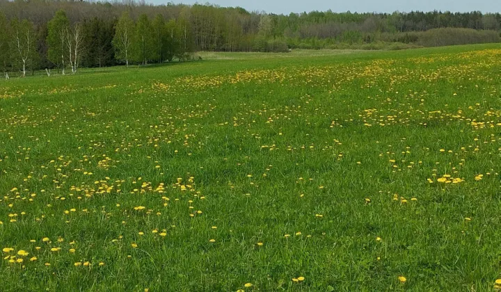 Działka rolno-budowlana Wielochowo