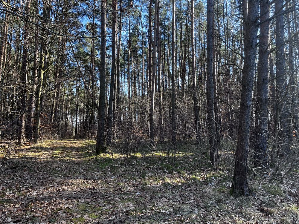 Działka inwestycyjna Maszkowo. Zdjęcie 5