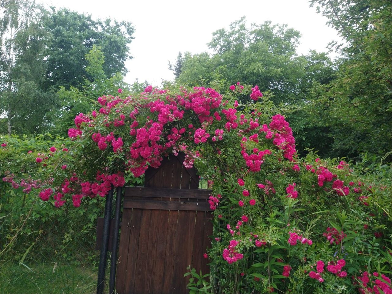 Działka rod Bytom. Zdjęcie 7