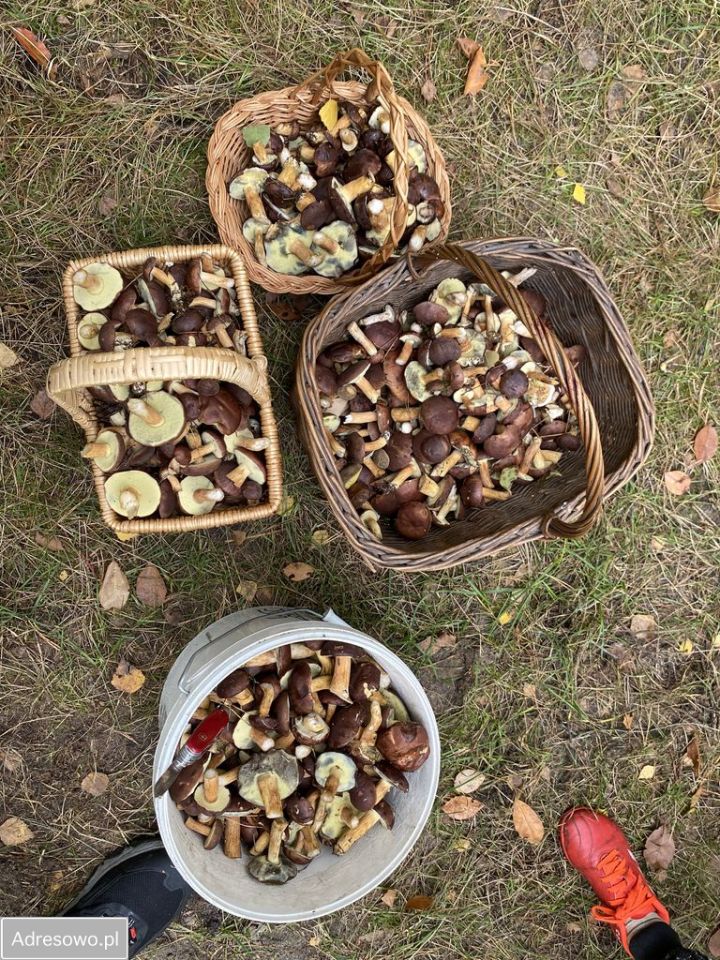 dom wolnostojący, 3 pokoje Skubarczewo. Zdjęcie 5