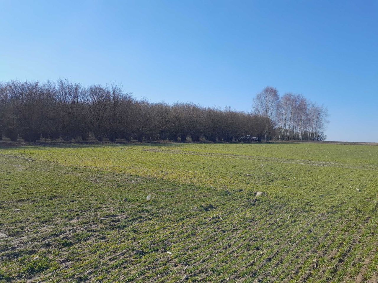 Działka budowlana Piękocin. Zdjęcie 3