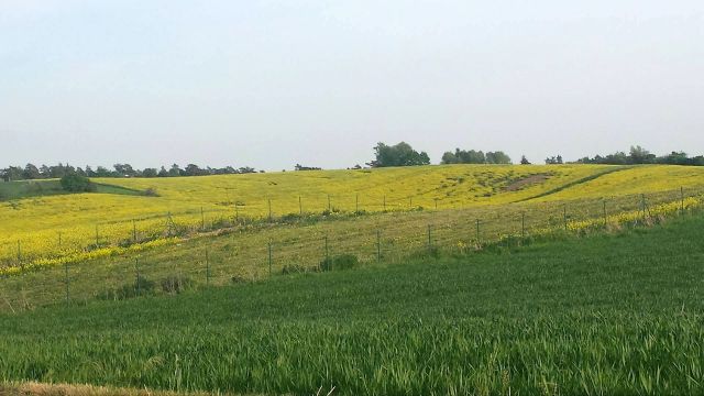 Działka rolno-budowlana Nowa Wieś Malborska. Zdjęcie 1