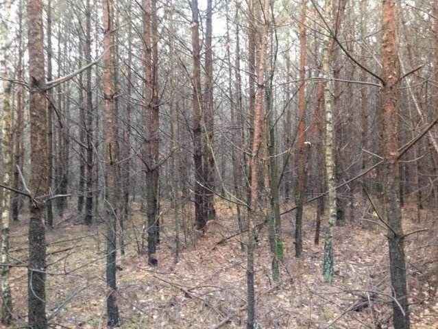 Działka leśna Szczepkowo Borowe. Zdjęcie 1