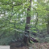 Działka rolna Sasino. Zdjęcie 2