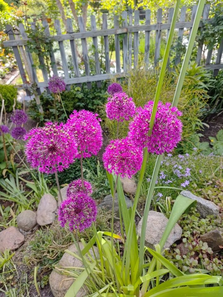 Działka rod Zielona Góra, ul. Francuska. Zdjęcie 3