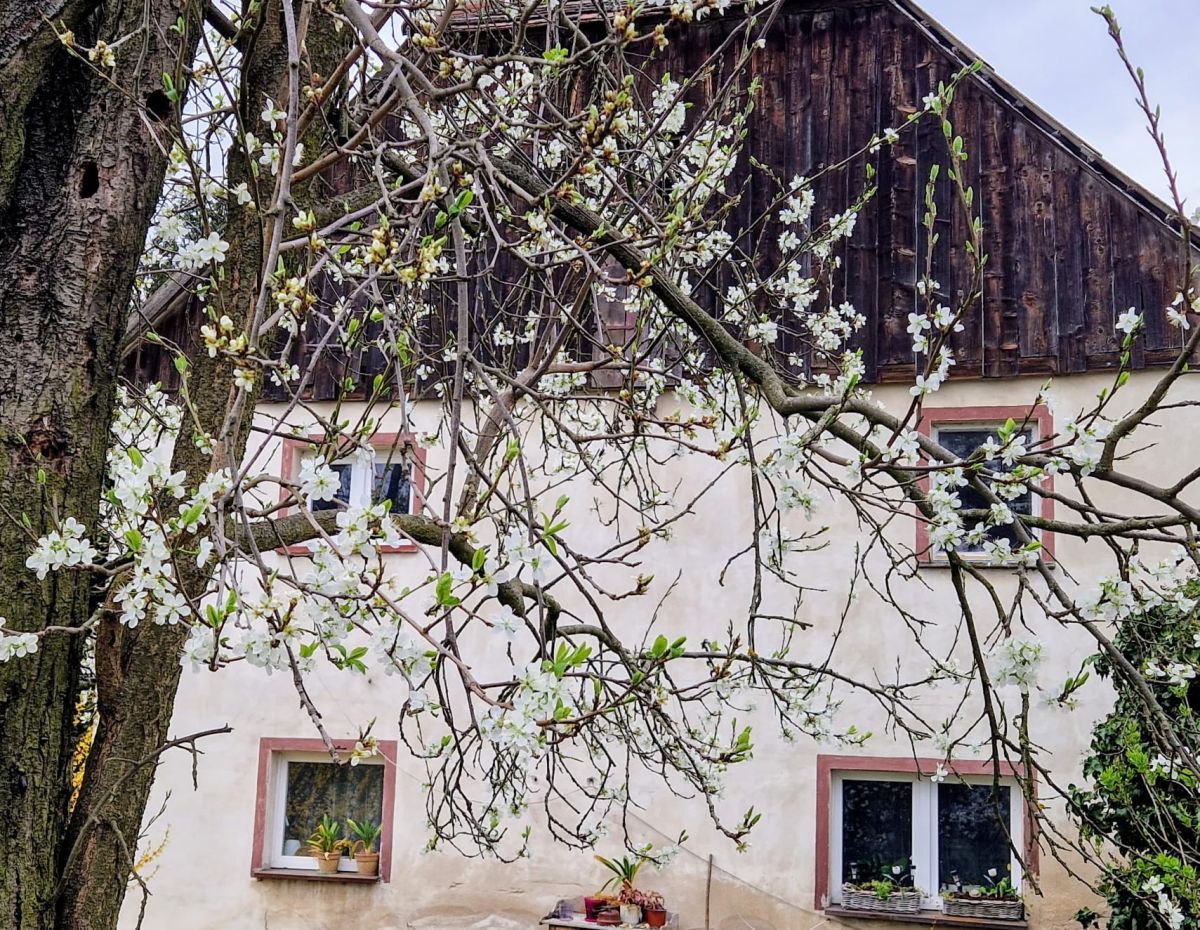 Działka siedliskowa Nowa Wieś Złotoryjska. Zdjęcie 14