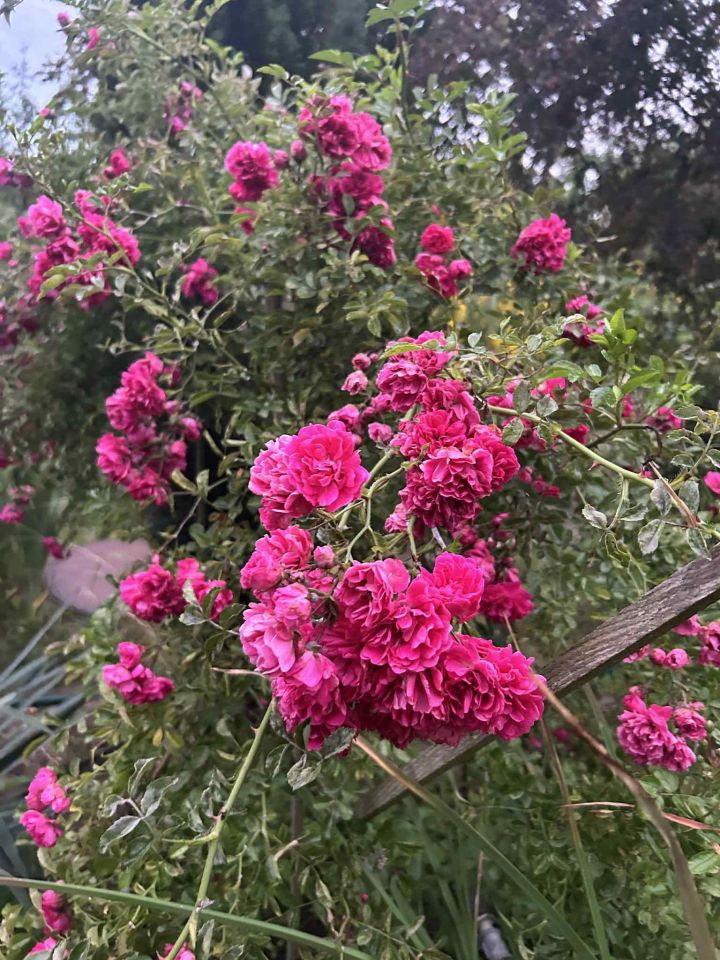 Działka rod Szczecin Bukowo, ul. Orna. Zdjęcie 6