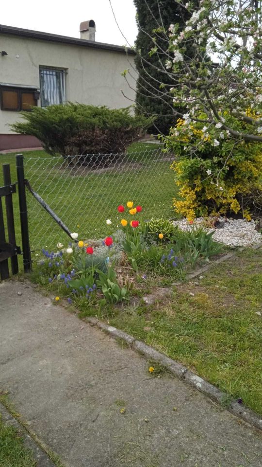 Działka rod Rybnik, ul. Wincentego Witosa. Zdjęcie 3