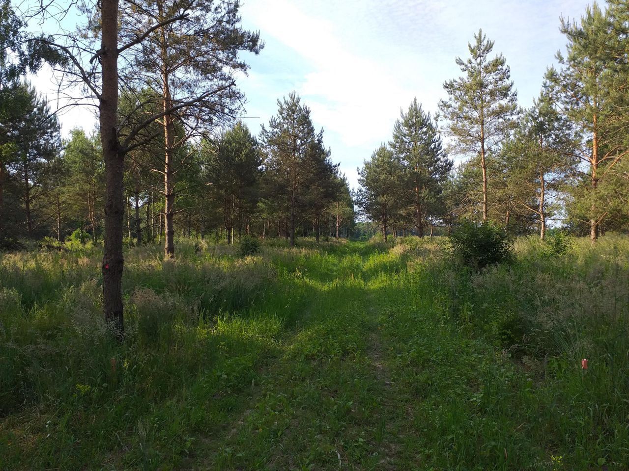 Działka budowlana Tłumy, Poprzeczna. Zdjęcie 3