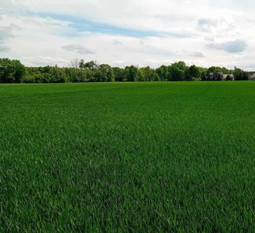 Działka budowlana Lipno. Zdjęcie 1