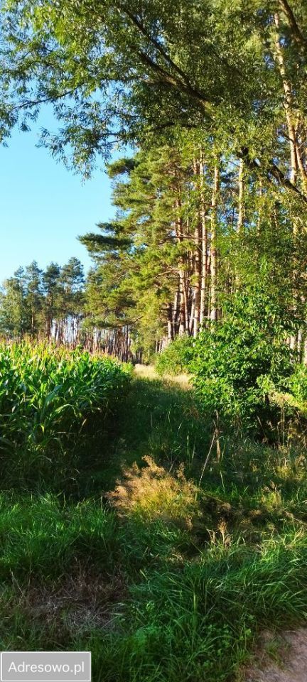 Działka leśna Piękocin. Zdjęcie 16