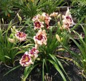 Działka rod Koszalin Jamno. Zdjęcie 3