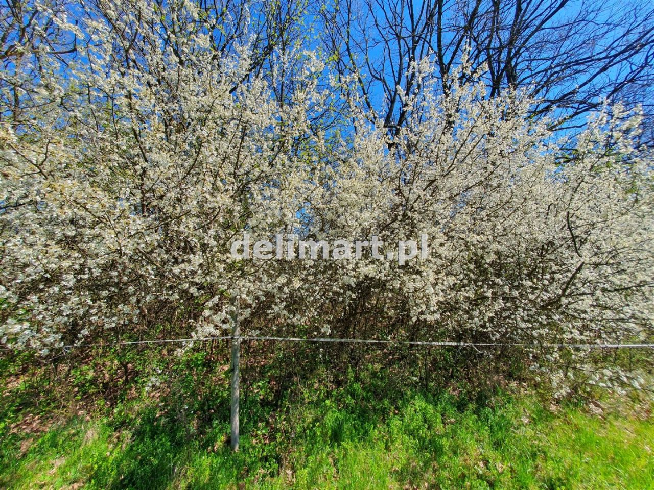 Działka budowlana Postołów. Zdjęcie 15