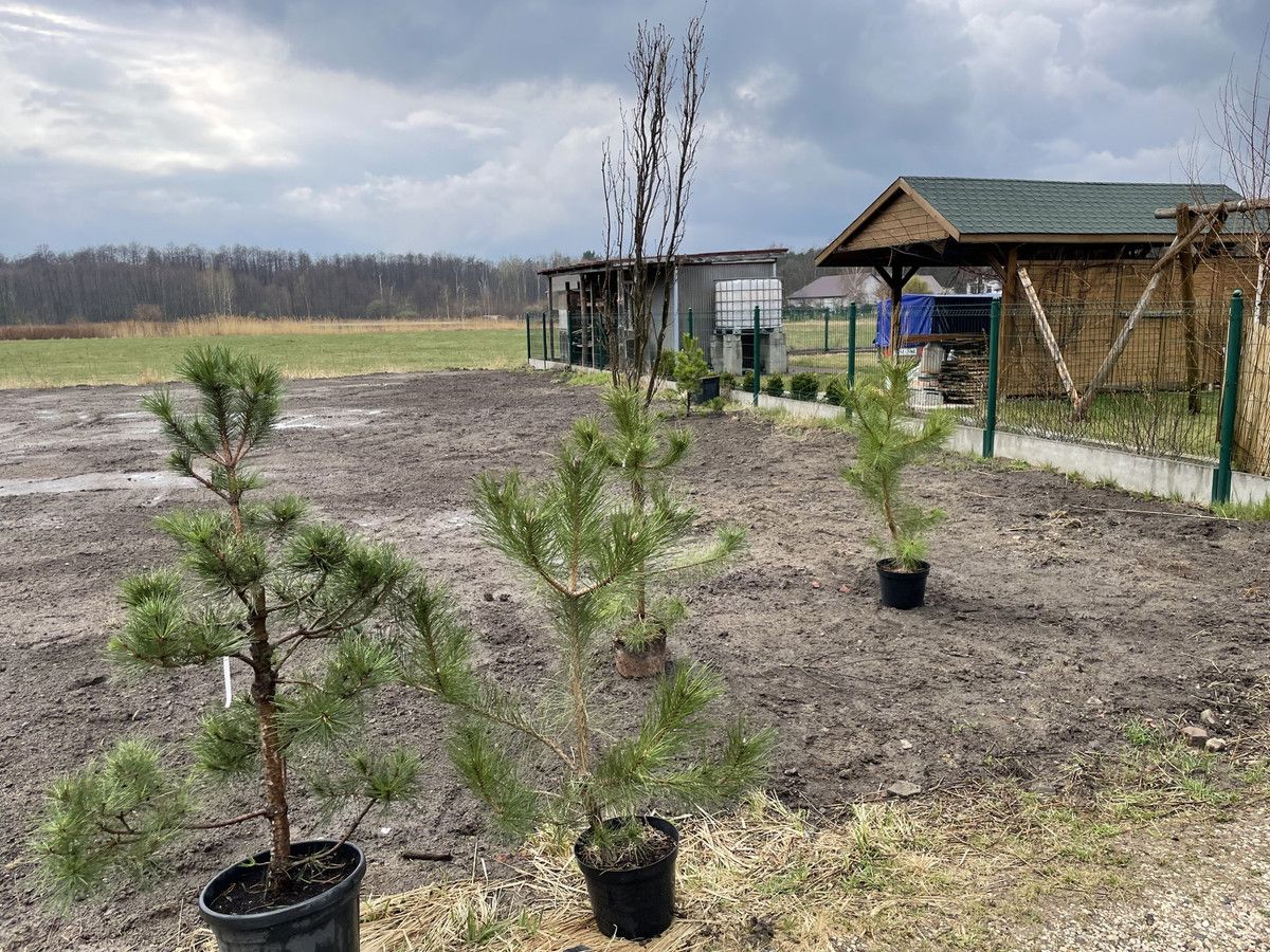 Działka budowlana Lipków, ul. Jastrzębia. Zdjęcie 4