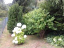 Działka leśna Radom, ul. Janiszewska. Zdjęcie 2