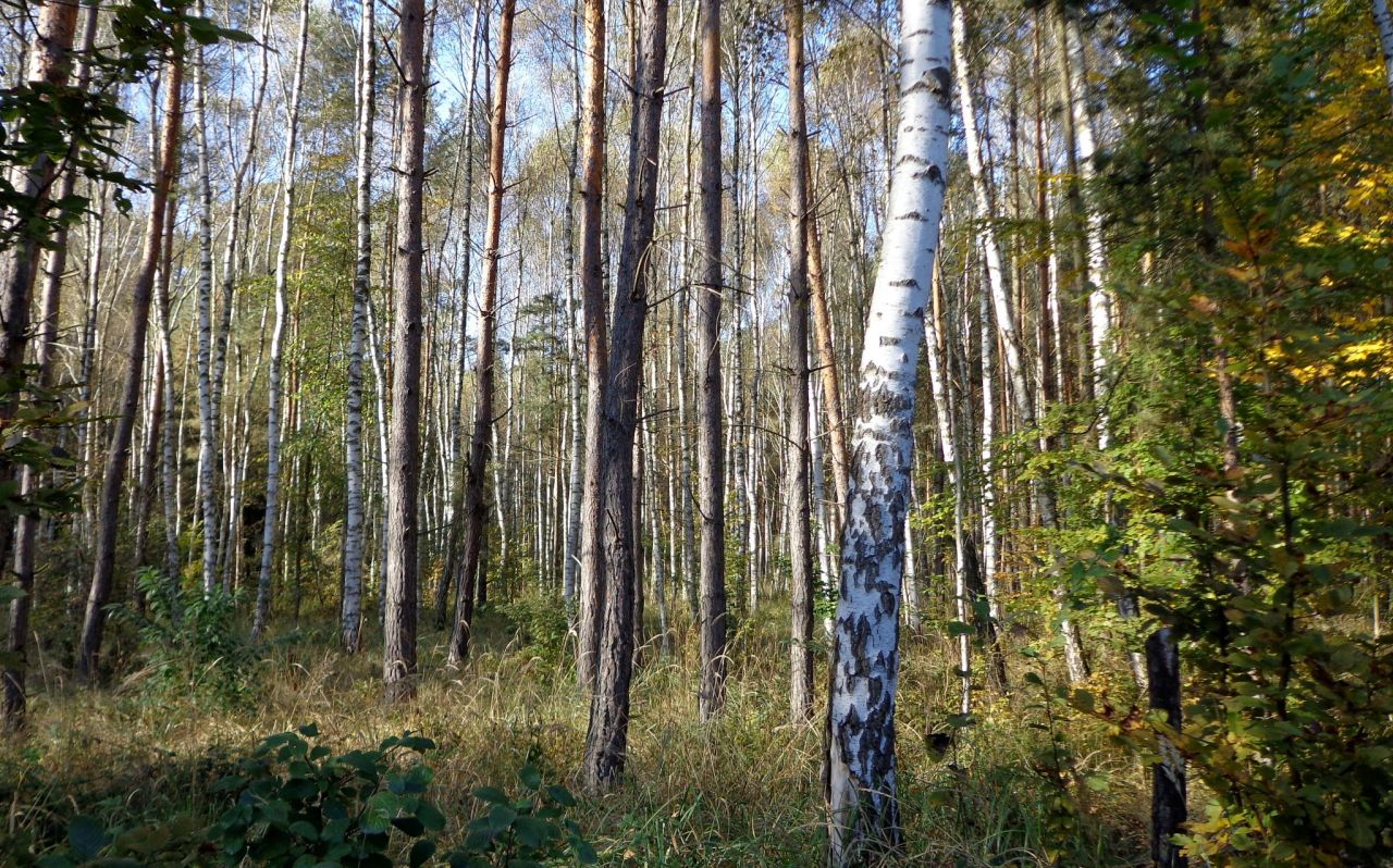 Działka leśna Aleksandrów k. Wąsosza