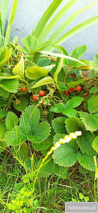 Działka rod Siemianowice Śląskie Centrum. Zdjęcie 3