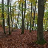 Działka leśna Ciemno