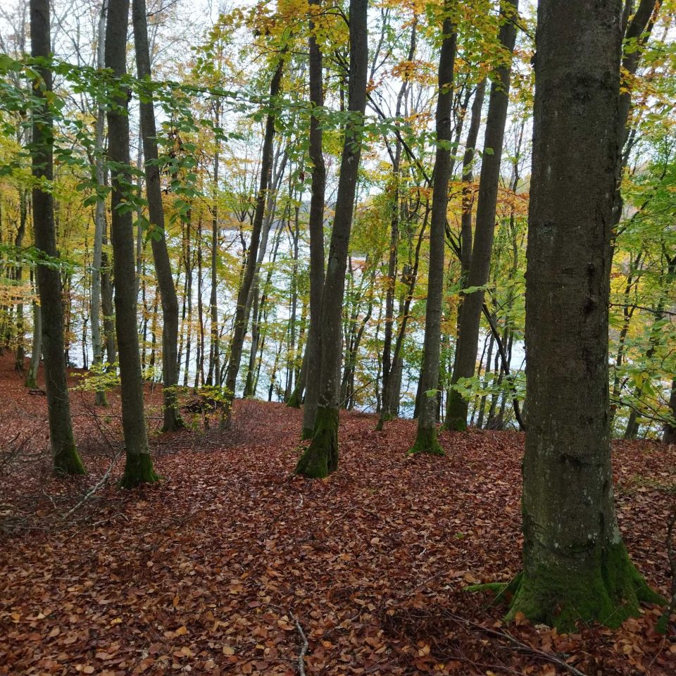 Działka leśna Ciemno