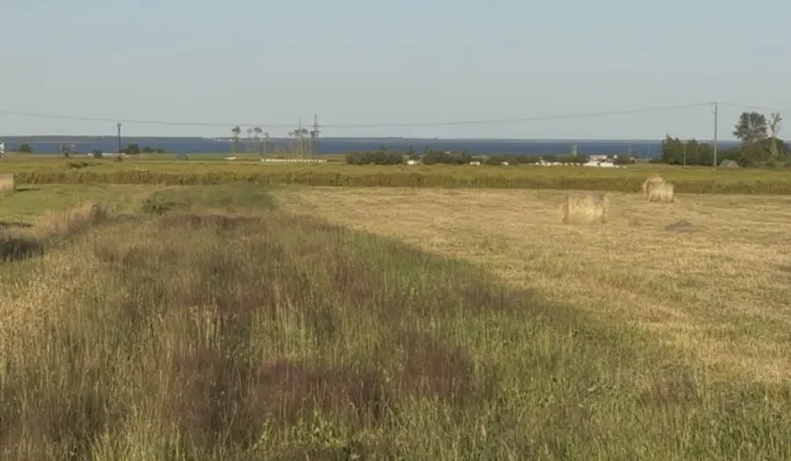 Działka rolna Swarzewo, Brak