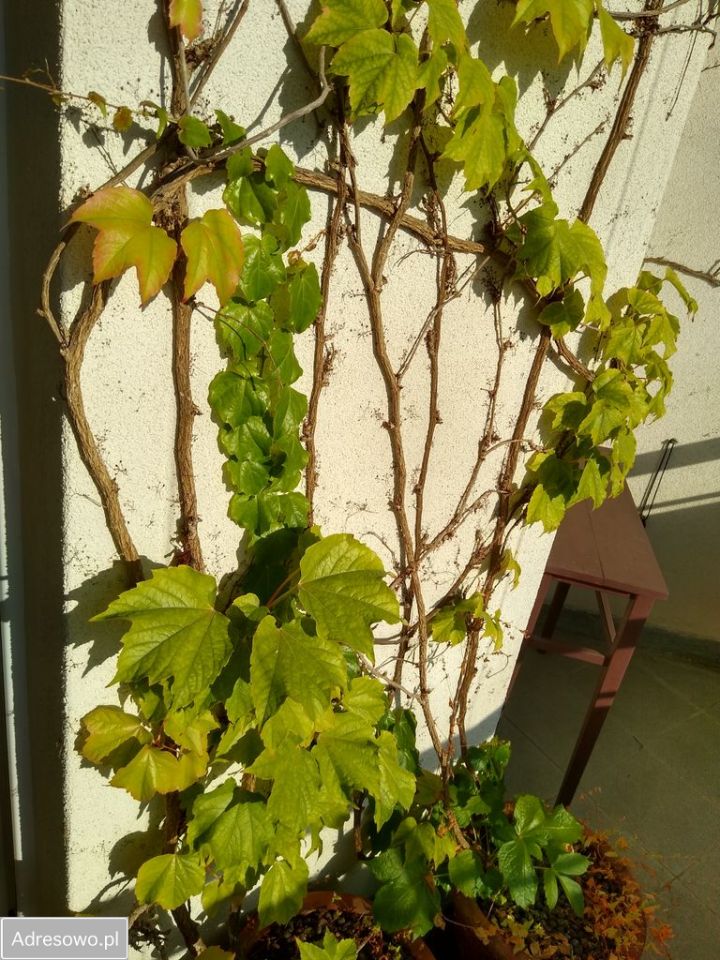 Mieszkanie 3-pokojowe Gdańsk Strzyża, al. Wojska Polskiego. Zdjęcie 6