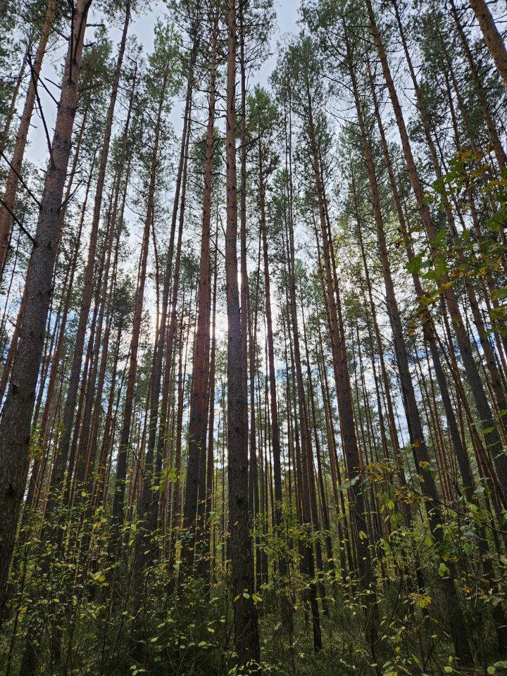Działka leśna Suków Podmarzysz. Zdjęcie 4