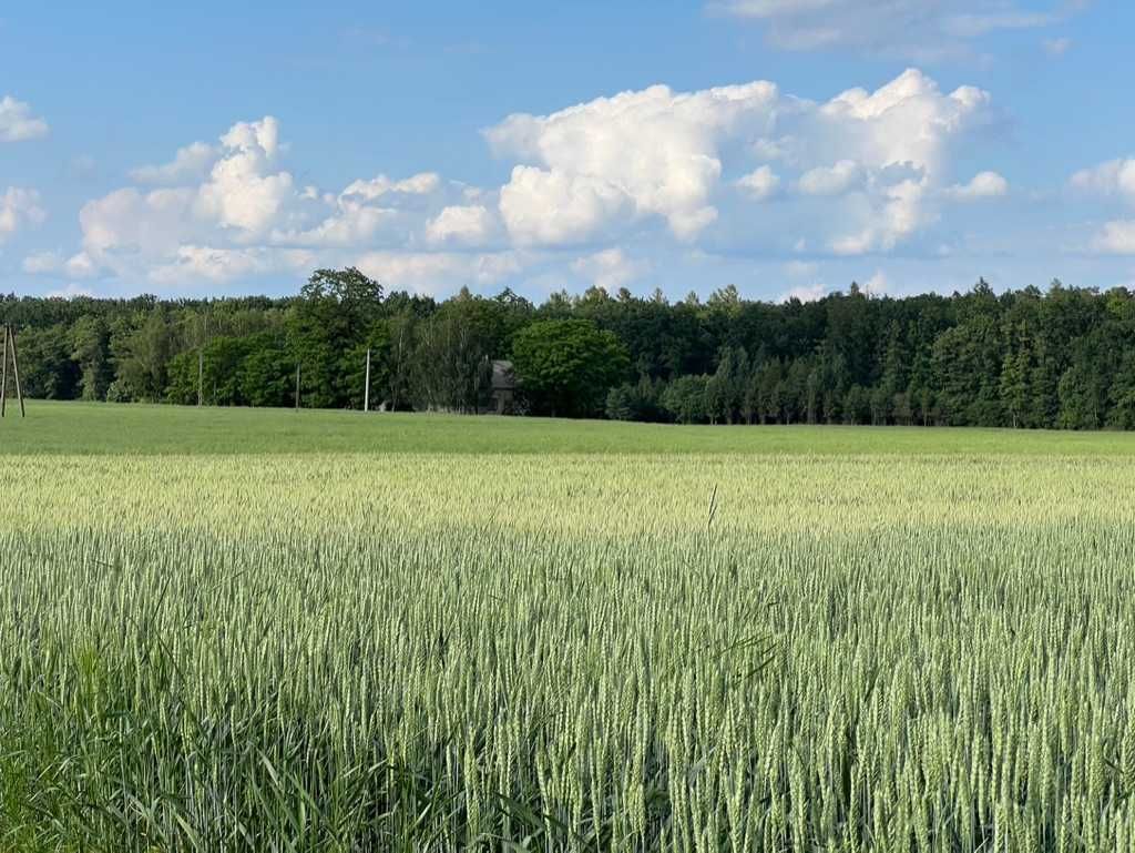 gospodarstwo Zalesie-Lenki. Zdjęcie 3