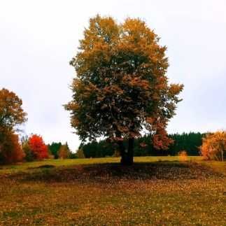 Działka budowlana Jeziorna. Zdjęcie 2